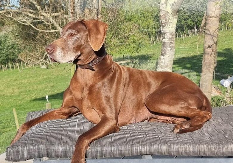 Veterinary Dermatology Services Auckland, New Zealand