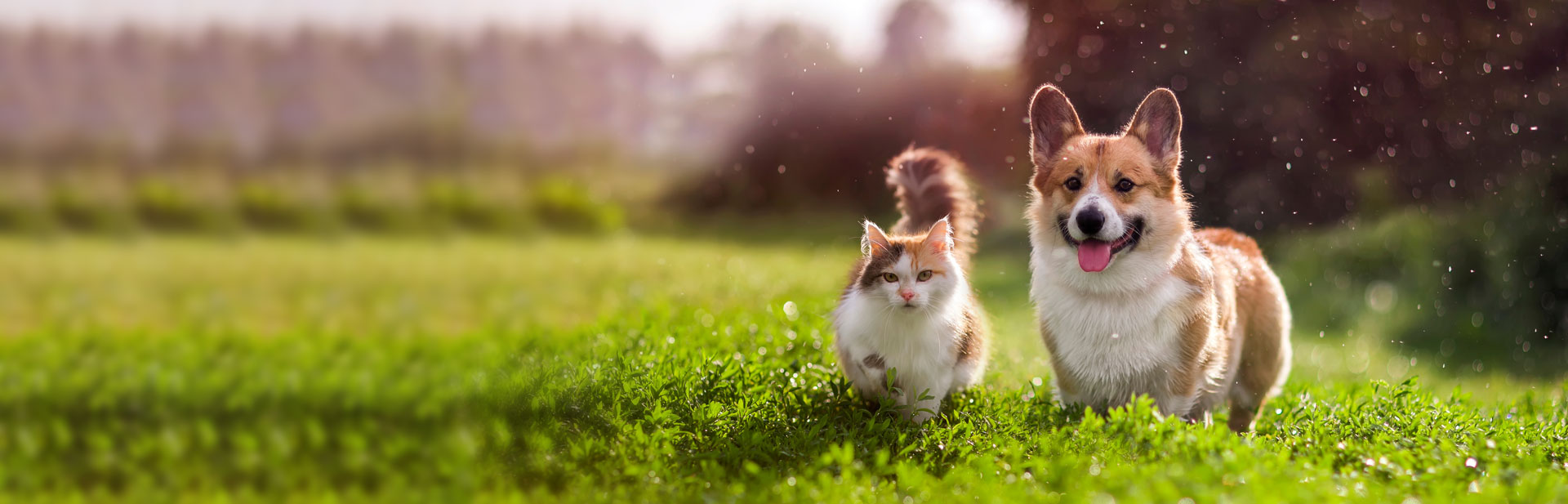 The team Veterinary Dermatology Services Auckland