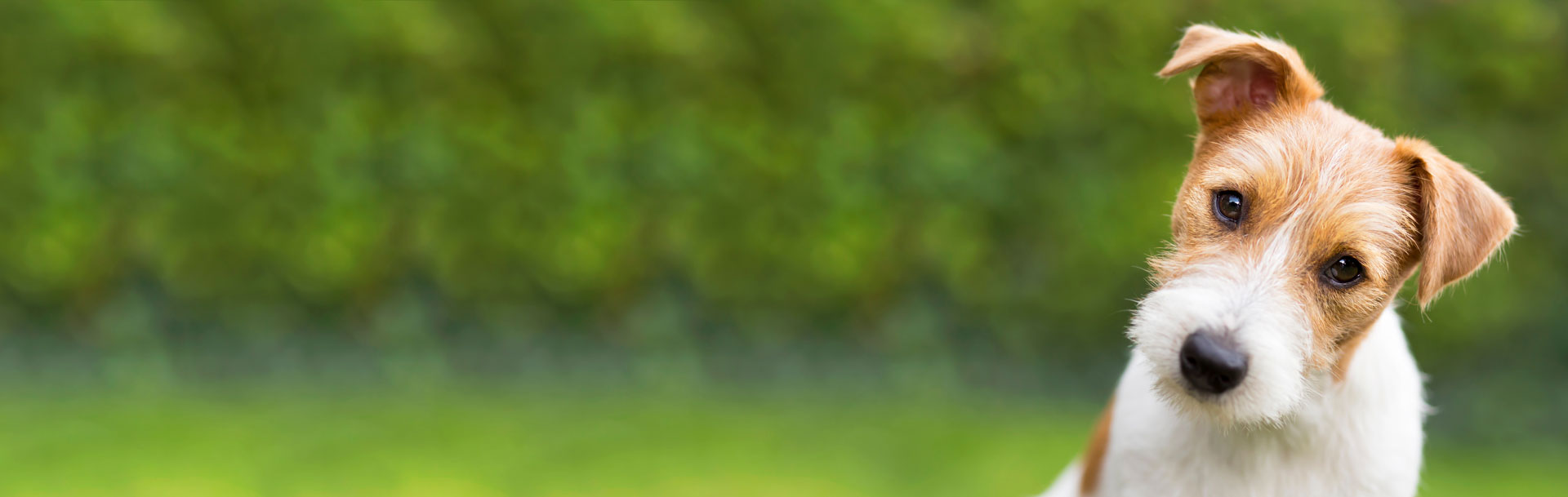 FAQ ⏐Veterinary Dermatology Services Auckland