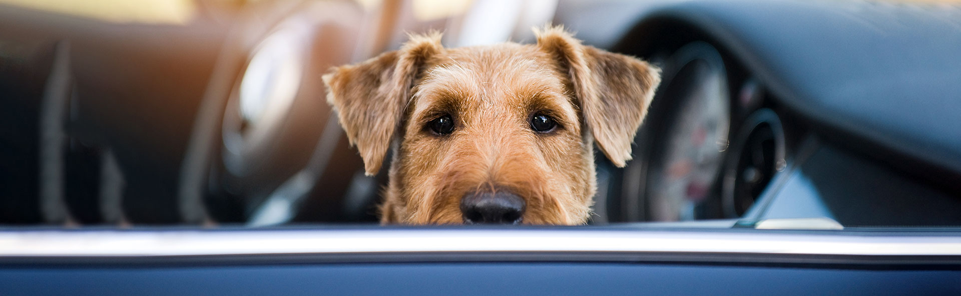 Preparing for your Visit Veterinary Dermatology Services Auckland